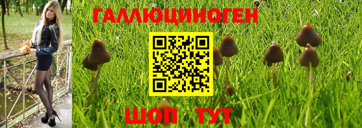 Галлюциногенные грибы Psilocybine cubensis Курчатов